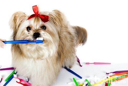 狗狗牙齿怎么清洁狗狗牙齿清洁除了牙膏还有别的吗