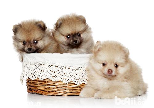 刚抱回家的幼犬应该怎么照顾？