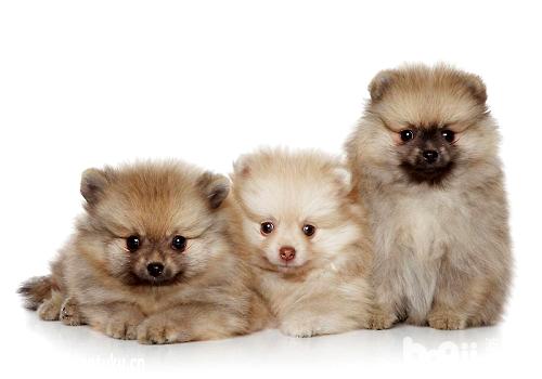 刚抱回家的幼犬应该怎么照顾？