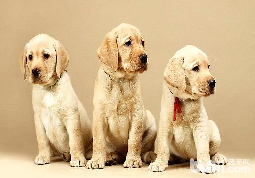 刚抱回家的幼犬应该怎么照顾？