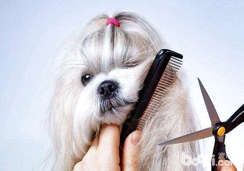 防止狗狗掉毛的办法都有哪些?