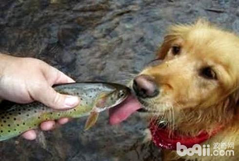 狗狗可以吃海鲜吗 