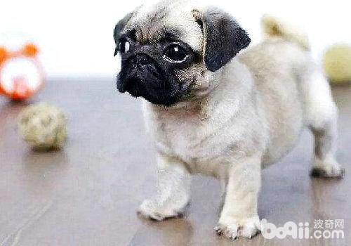 饲养幼犬的需要注意的事情都有哪些？
