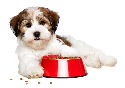 饲养幼犬的需要注意的事情都有哪些？