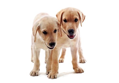 饲养幼犬的需要注意的事情都有哪些？
