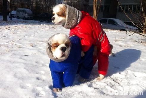 下雪天可以遛狗吗 下雪天遛狗注意事项