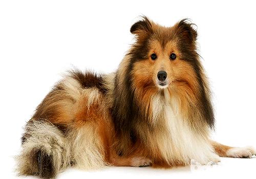 常见的长毛大型犬都有哪些品种？
