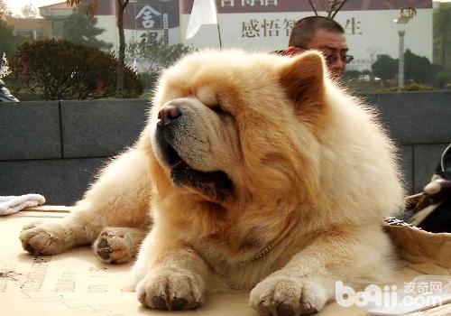 常见的长毛大型犬都有哪些品种？