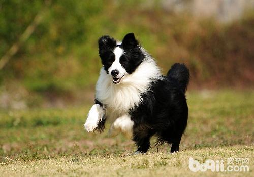 常见的长毛大型犬都有哪些品种？