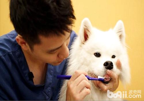 如何正确的帮助狗狗刷牙？