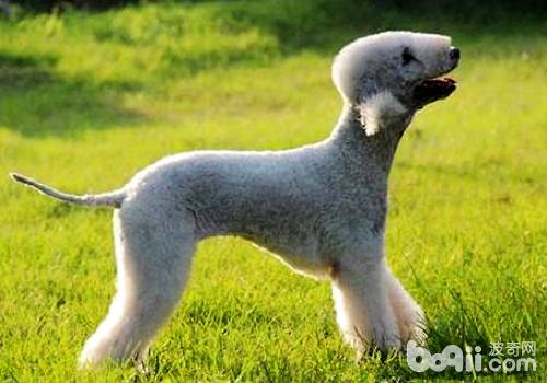 饲养贝灵顿幼犬需要注意的都有什么？