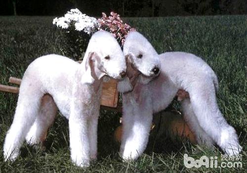 饲养贝灵顿幼犬需要注意的都有什么？
