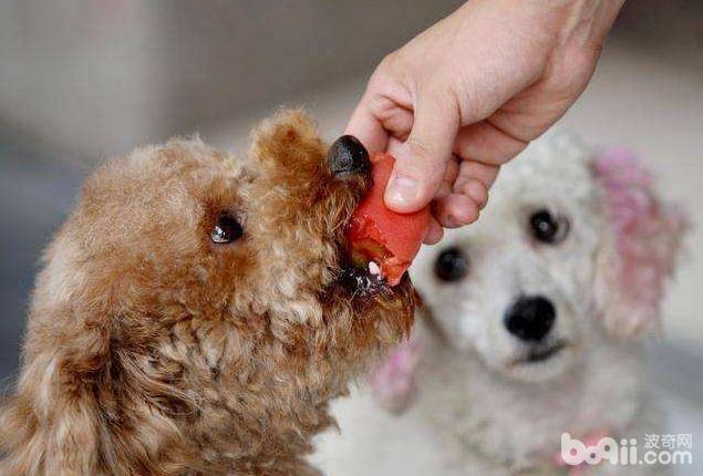 狗狗四季吃什么好？狗狗四季的饮食