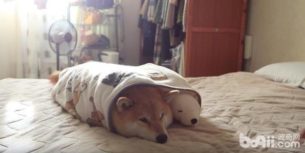 柴犬怎么挑选 柴犬饲养方法介绍