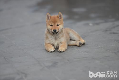 柴犬怎么挑选 柴犬饲养方法介绍