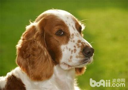  史宾格犬饲养方法及选购技巧