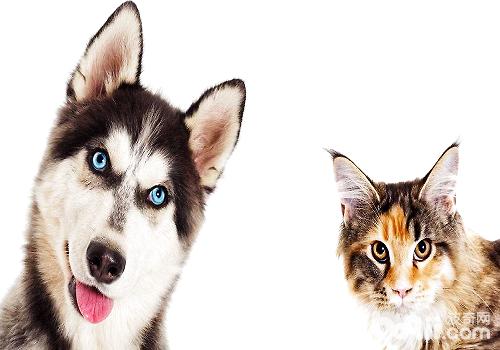 怎么样可以让猫咪和狗狗和谐相处？
