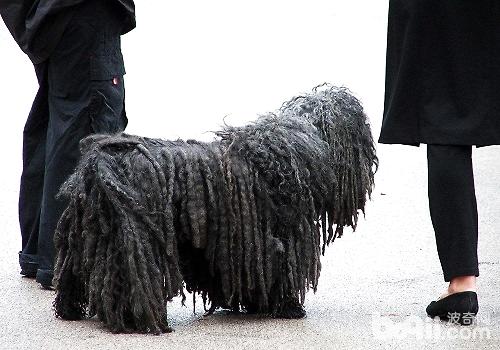 可蒙犬和波利犬的区别都有哪些？