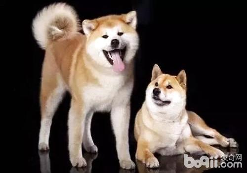 秋田犬和柴犬的差别都有什么？
