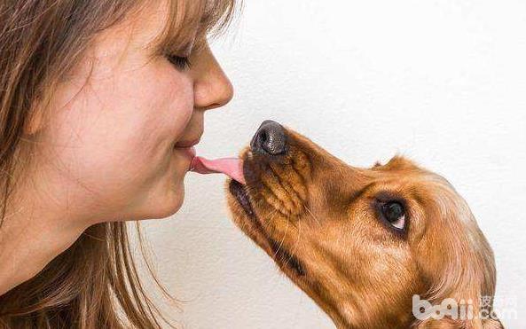 狗狗为什么喜欢舔人？狗狗舔人的原因有哪些