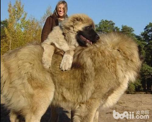 高加索犬怎么样 高加索犬好养吗