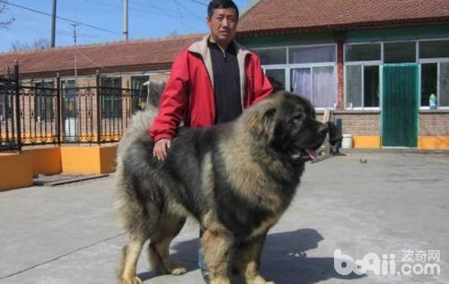 高加索犬怎么样 高加索犬好养吗