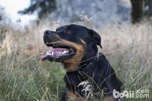 罗威纳犬怎么样 罗威纳犬好养吗