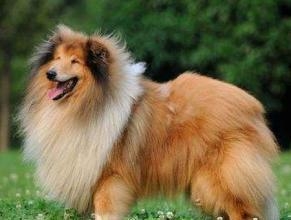 苏格兰牧羊犬怎么样？苏格兰牧羊犬性格特点介绍