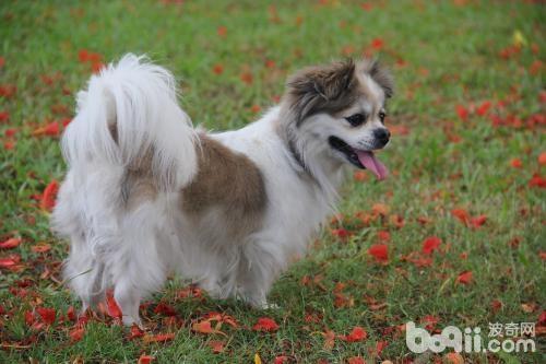 怎么选购一只优秀的蝴蝶犬？蝴蝶犬选购技巧