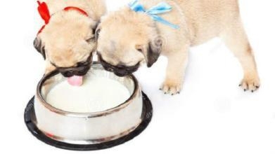 幼犬可以喝牛奶吗？幼犬喝牛奶拉肚子的原因
