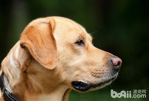 妊娠犬怎么饲养？妊娠犬饲养方法