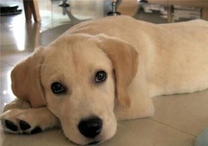 拉布拉多犬详细介绍