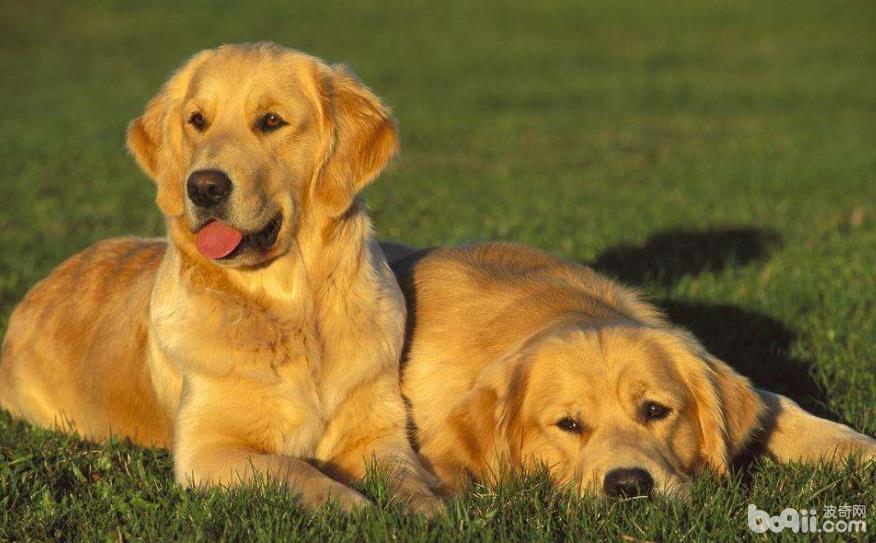 适合公寓饲养的大型犬有哪些？大型犬推荐