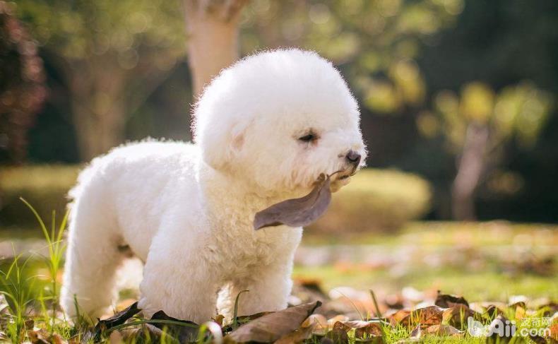 适合公寓饲养的小型犬有哪些？小型犬推荐