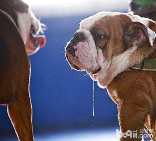 狗狗流口水怎么办？狗狗流口水有什么原因？