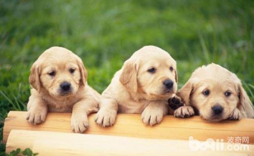 拉布拉多犬冬天怎么养 拉布拉多冬天饲养方法
