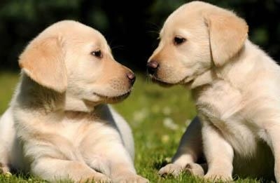 拉布拉多犬冬天怎么养 拉布拉多冬天饲养方法