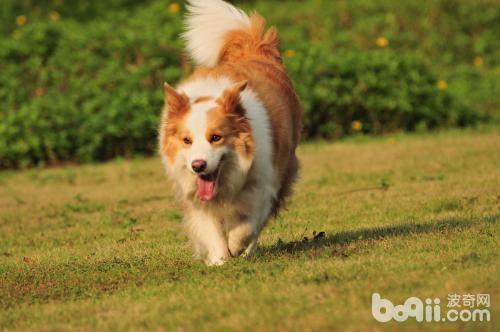 怎样选购一只好的边境牧羊犬？