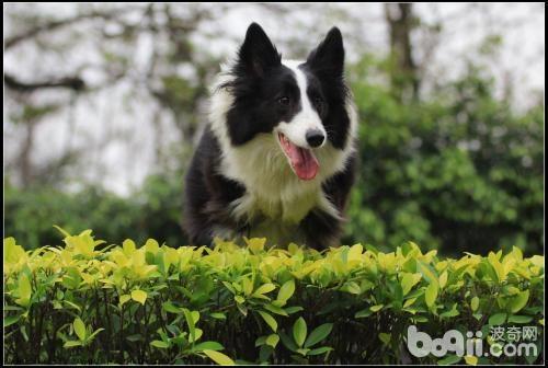 怎样选购一只好的边境牧羊犬？