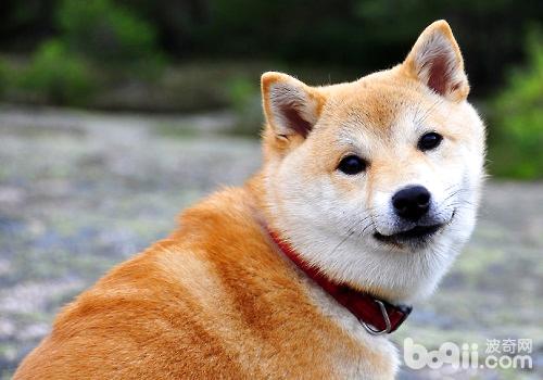 以下这四种能力帮你测试出狗狗的性格