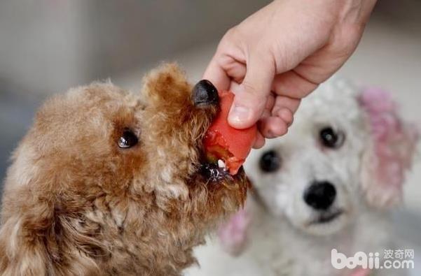 训练狗狗养成良好饮食习惯的方法有哪些？