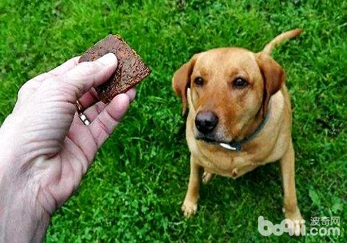 挑选狗狗食品时要注意的事情有哪些？