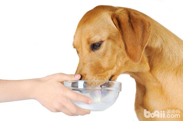 关于狗狗饮水宠物主不可不知的事项