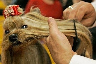 给狗狗染毛需要注意的事情都有哪些？