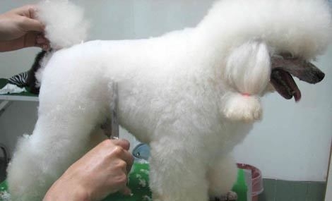 护理狗狗毛发的方式都有哪些？