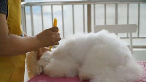 狗狗毛发怎么保养 狗狗毛发保养的方法有哪些