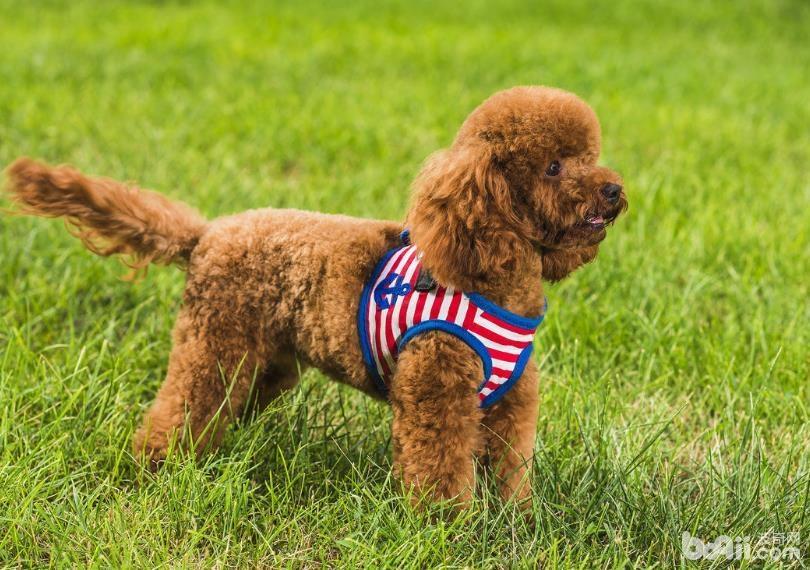 泰迪犬太瘦怎么办 怎么让泰迪犬长胖