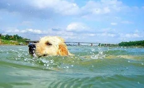 夏天狗狗中暑后应该怎么办？
