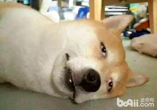 夏天狗狗中暑后应该怎么办？