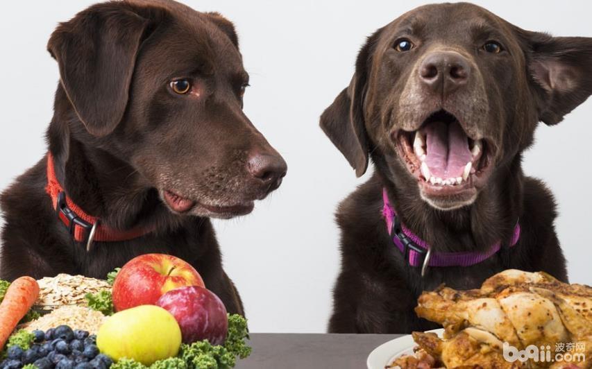 狗狗吃水果的知识你都知道吗？